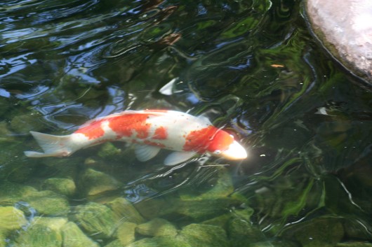 2006-09-20 13 Koi im MGM.jpg