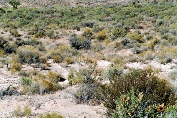 2006-09-25 23 Cathedral Gorge SP.jpg