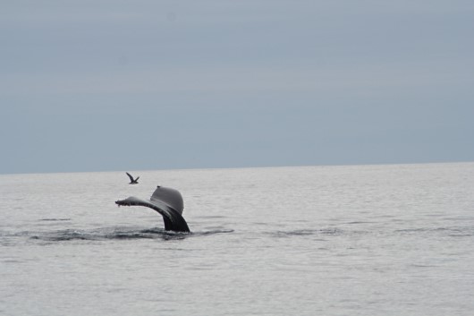 2006-10-01 06 Fluke.jpg