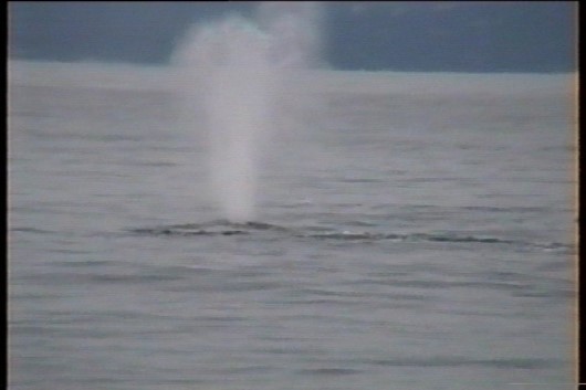 2006-10-01 18 Whale - thar he blows.jpg