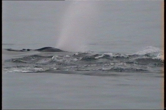 2006-10-01 19 Whale - thar he blows.jpg