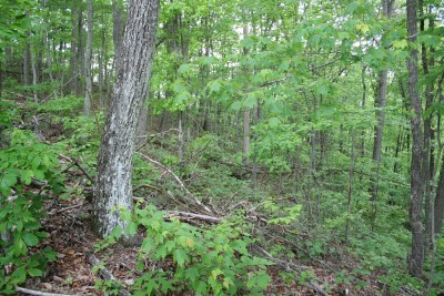 Auf dem Hoosier Knob
Battle of Wildcat Mountain
