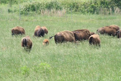Bisonherde
