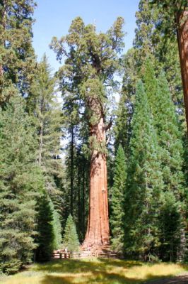 2006-09-30 10 General Sherman Tree.jpg