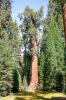 2006-09-30 10 General Sherman Tree.jpg