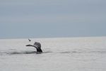 2006-10-01 06 Fluke.jpg