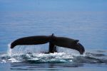 2006-10-01 14 Fluke.jpg