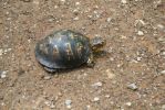 gerettete Schildkröte
