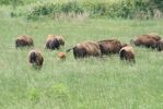 Bisonherde