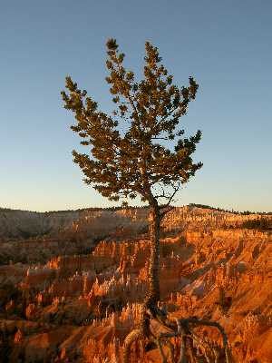 Bryce Canyon
