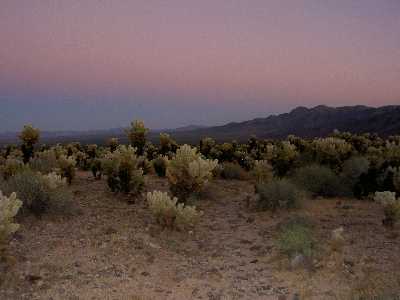 Joshua Tree III
