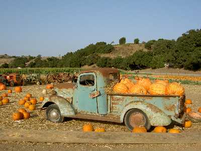 Pumpkin Patch
