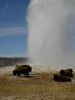 Old Faithful Bison