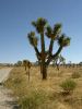 Joshua Tree I