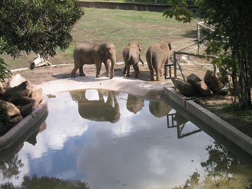 elefant.JPG
