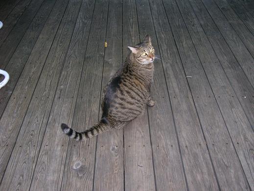 katze.JPG