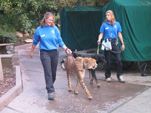 leopard.JPG
