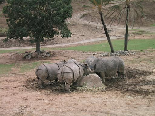 nashorn.JPG