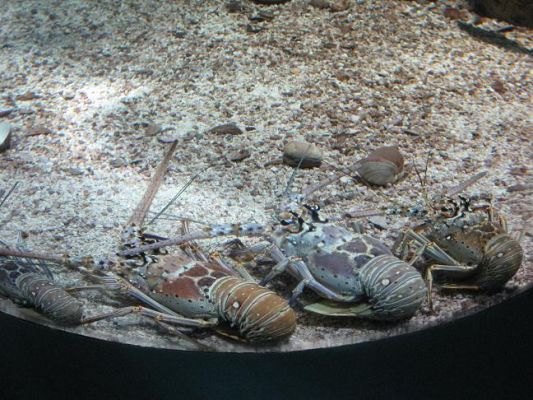 Lobster~0.JPG