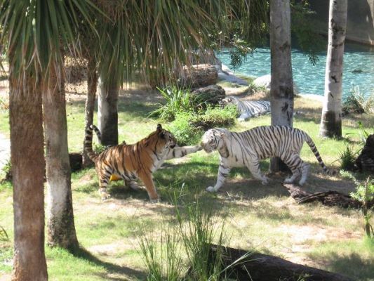 Tiger.JPG