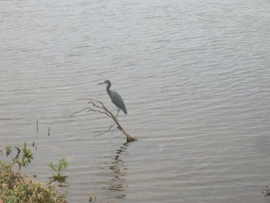 blue_heron.JPG