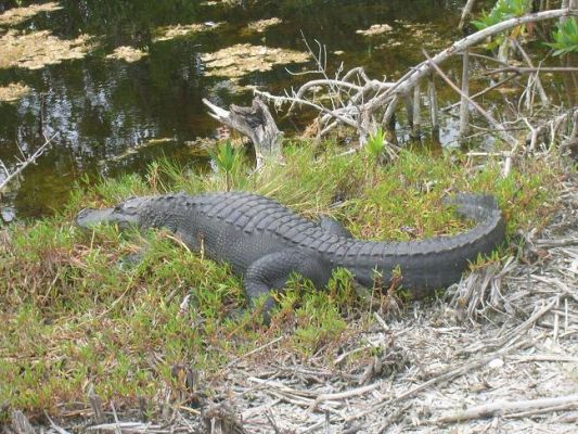 gator2.JPG