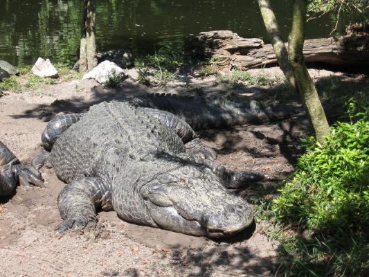 gator~0.JPG