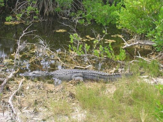 gator~1.JPG