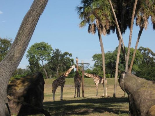 giraffen.JPG