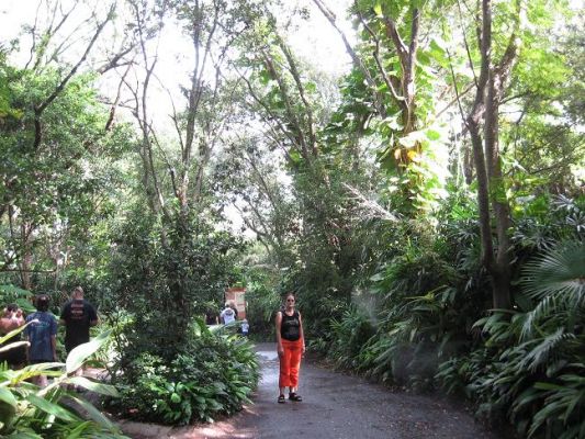 jungle.JPG