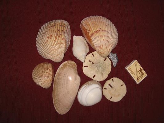 muscheln.JPG