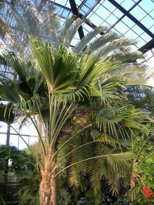 palme.JPG