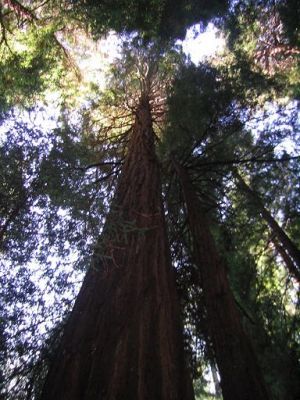 redwood.JPG