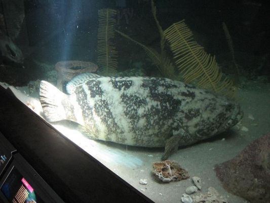 riesenfisch.JPG