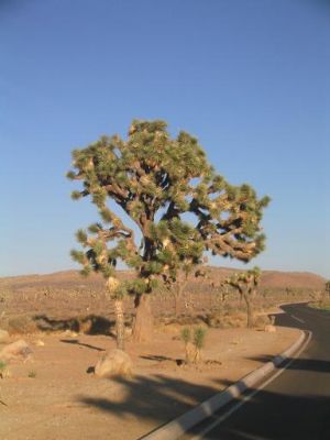 tree1.JPG