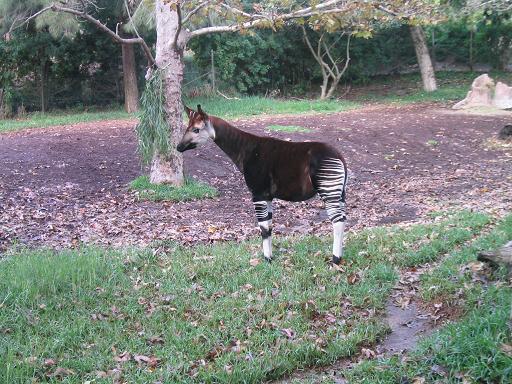 okapi.JPG