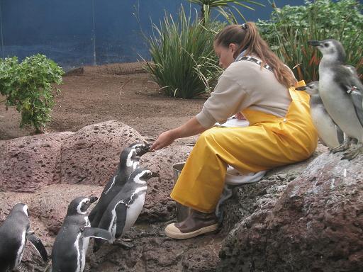 pinguine.JPG
