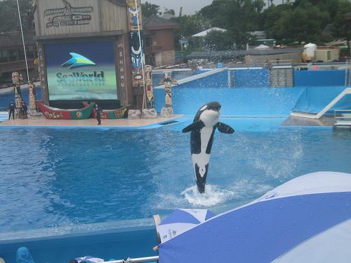shamu.JPG
