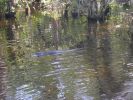 gator.JPG