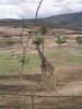 giraffe.JPG