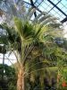 palme.JPG