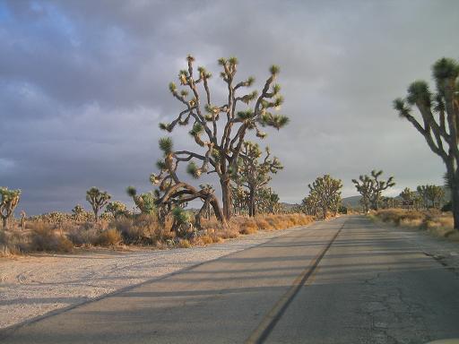 tree2.JPG