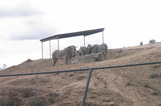 zebra1.JPG