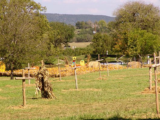 Pumpkin Patch
