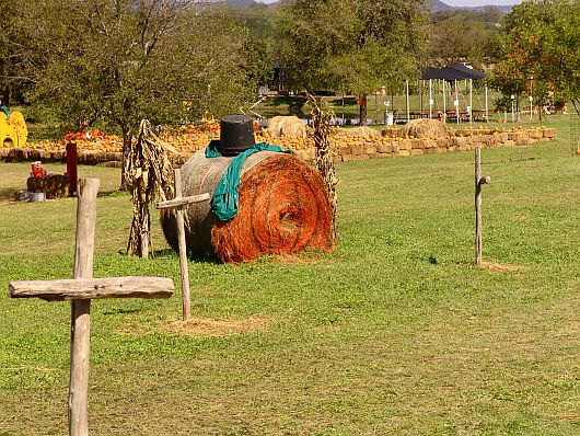 Pumpkin Patch
