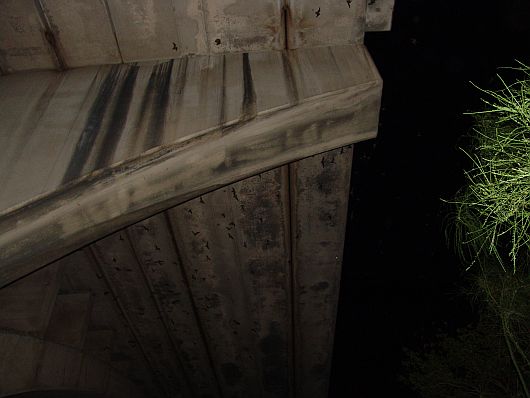 Bat Flight Austin
