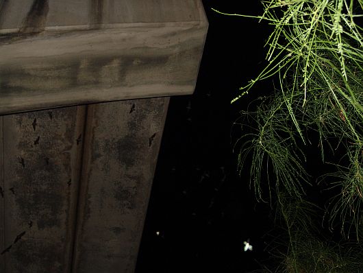 Bat Flight Austin

