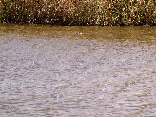 Aligator View
