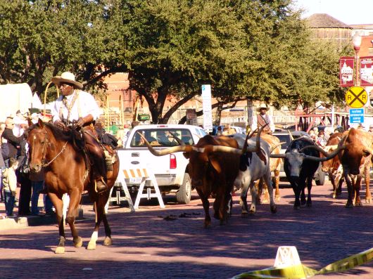 Cattle Drive
