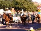 Cattle Drive